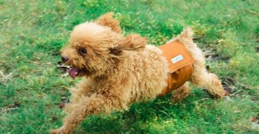 Best Belly Bands For Dogs