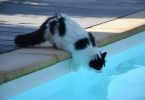 Can Cats Swim?