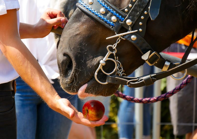 Can Horses Eat Apples