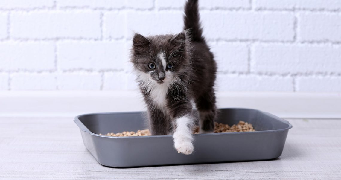 The Best Clumping Cat Litters To Buy In December 2023