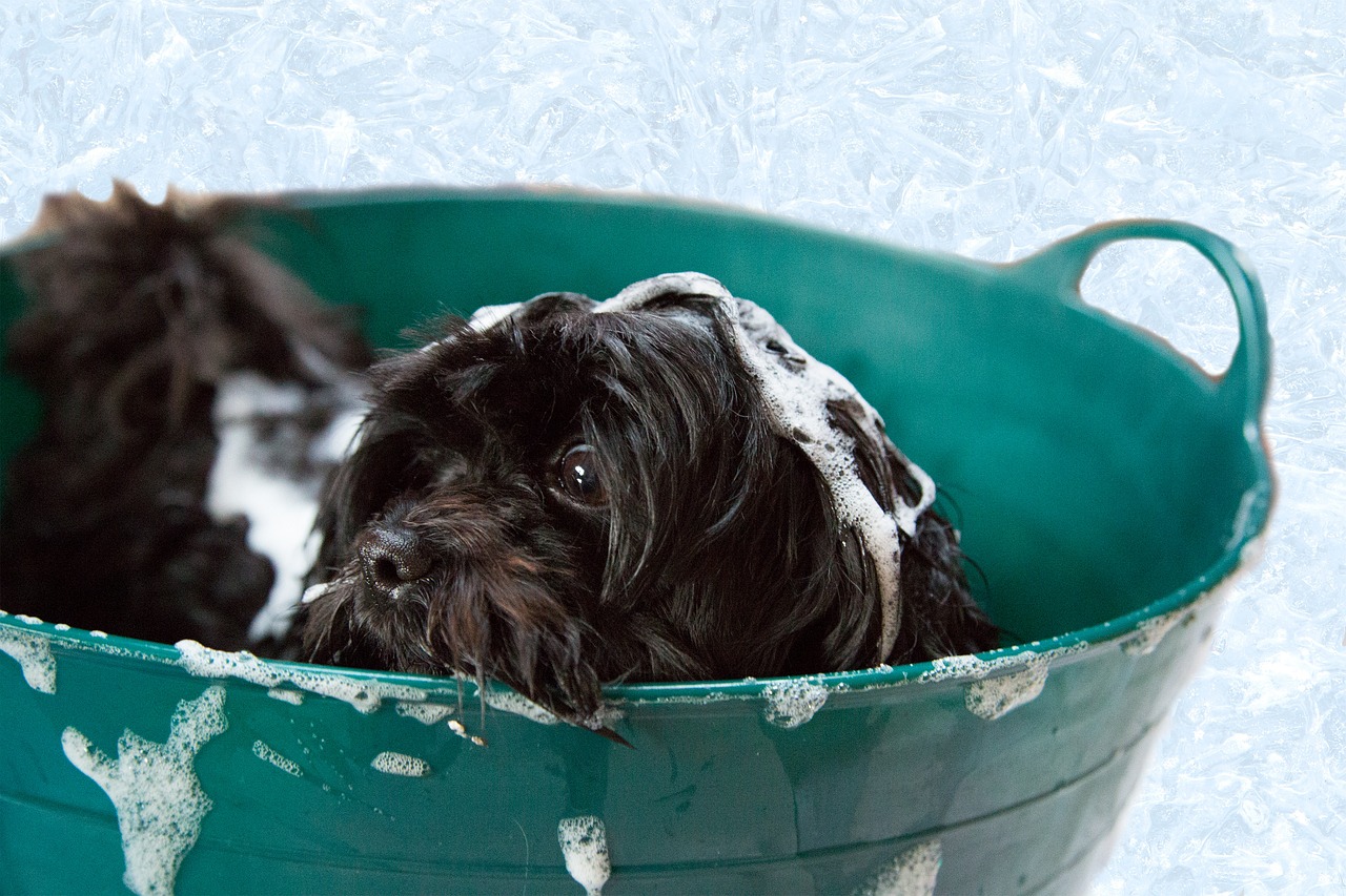 the-best-dog-shampoo-for-sensitive-skin-to-buy-in-january-2024