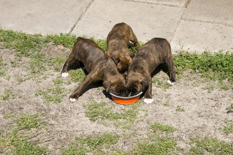 Best Food for Boxers