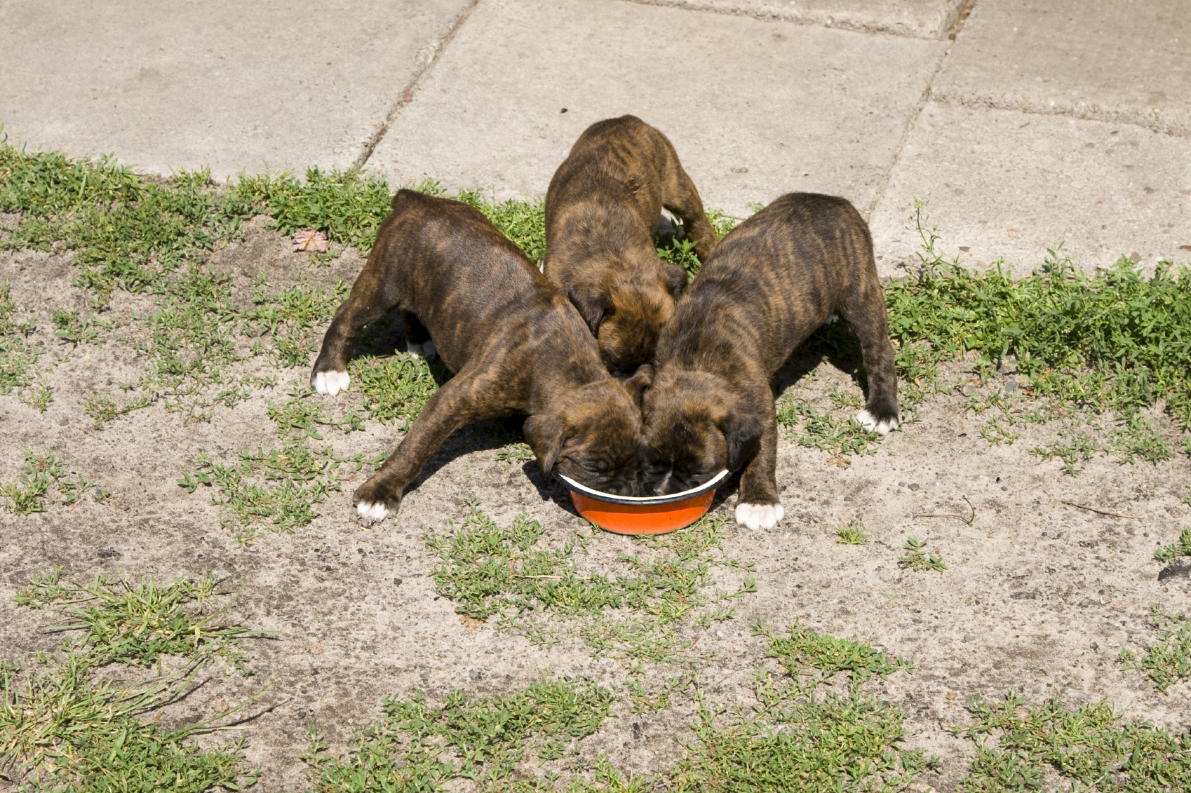taste of the wild for boxers