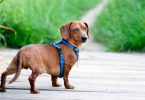 Best Harness For Dachshund