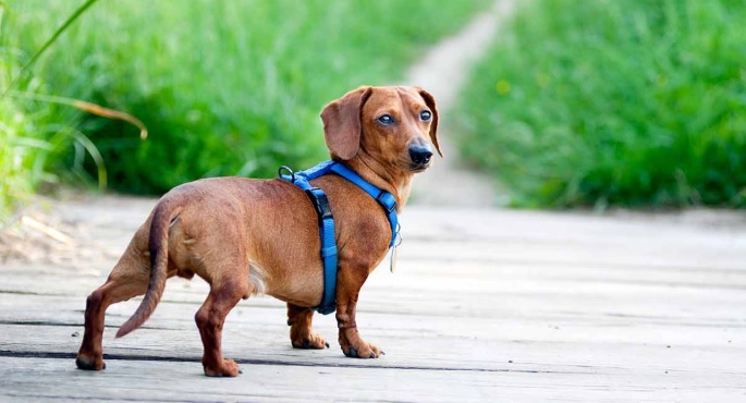 Best Harness For Dachshund