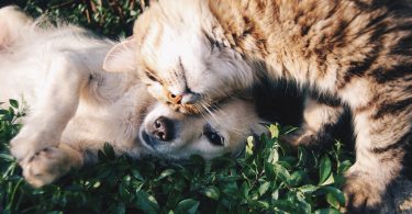 How can therapeutic diets help cats and dogs