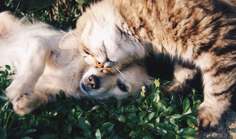 How can therapeutic diets help cats and dogs
