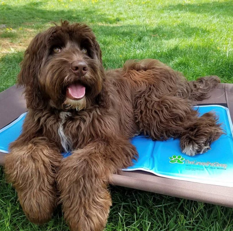 Cooling Pad For Dog