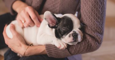 Xanax for Dogs What You Need to Know