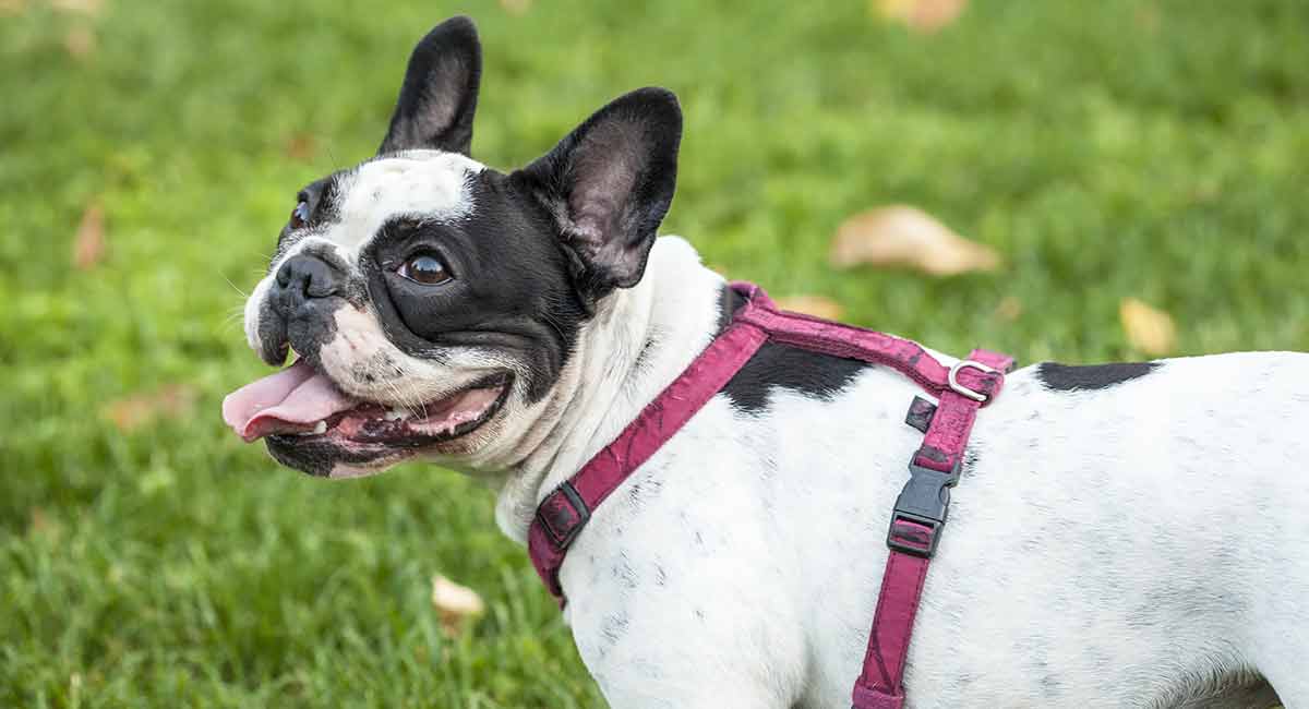 The Best Bulldog Harness To Buy In May 2020