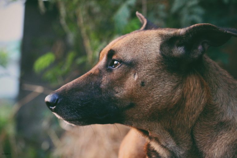The Best Hunting Dog Breeds Guide And Resource - Furry Tips