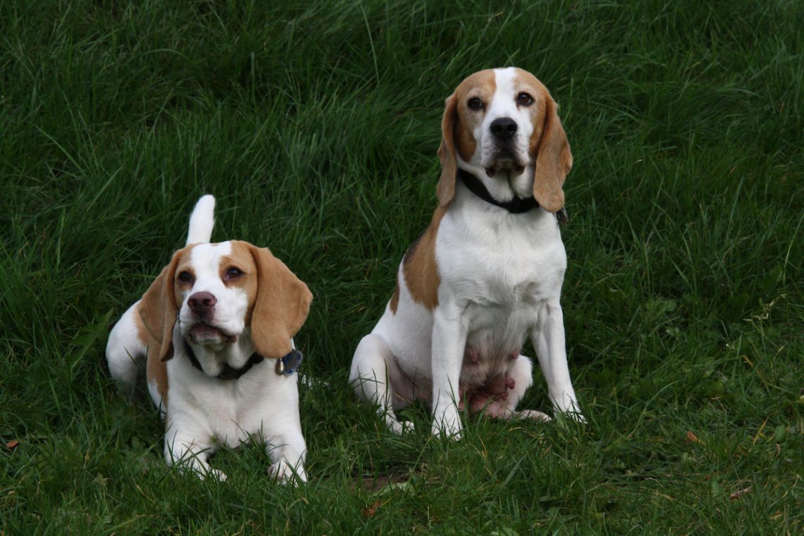 The Best Hunting Dog Breeds Guide And Resource - Furry Tips