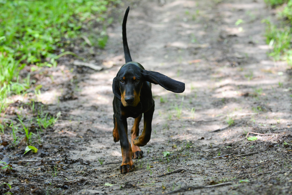 The Best Hunting Dog Breeds Guide And Resource Furry Tips