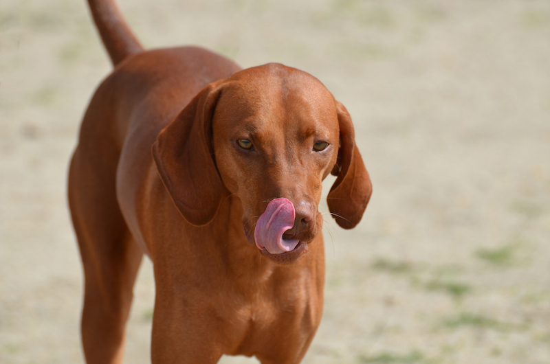 hunting dog breeds