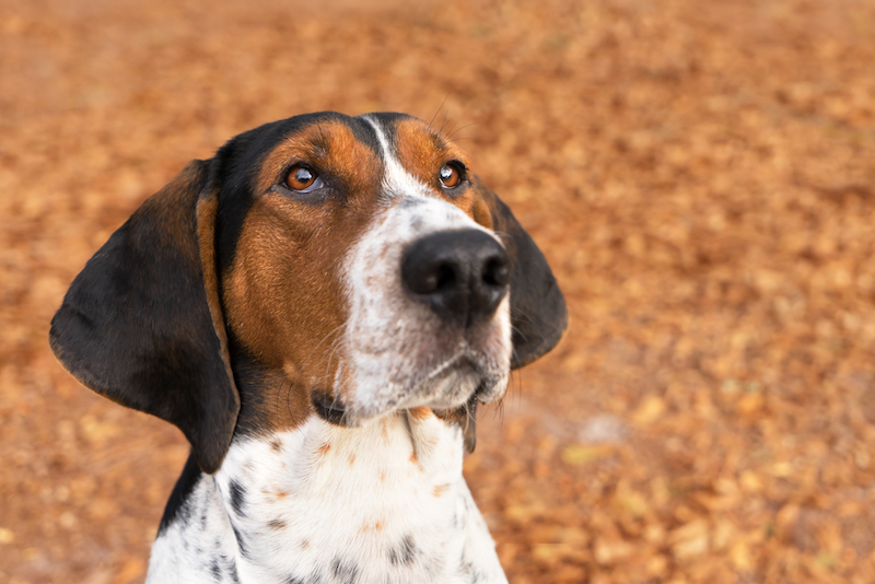 best hunt dog breeds